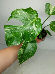 Monstera Electrolight / Electrolyte