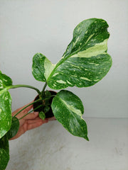 Monstera Electrolight / Electrolyte