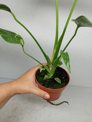 Monstera Electrolight / Electrolyte