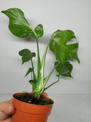 Monstera Electrolight / Electrolyte