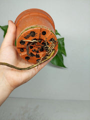 Monstera Electrolight / Electrolyte