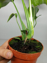 Monstera Electrolight / Electrolyte