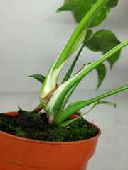 Monstera Electrolight / Electrolyte