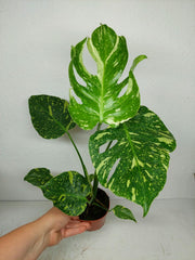 Monstera Electrolight / Electrolyte