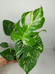 Monstera Electrolight / Electrolyte