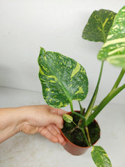 Monstera Electrolight / Electrolyte