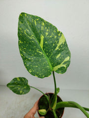 Monstera Electrolight / Electrolyte