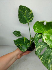 Monstera Electrolight / Electrolyte