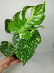 Monstera Electrolight / Electrolyte