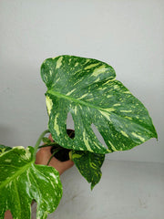 Monstera Electrolight / Electrolyte