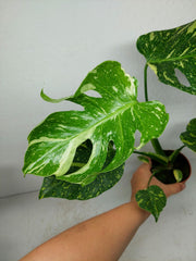 Monstera Electrolight / Electrolyte