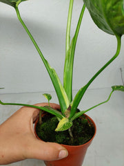 Monstera Electrolight / Electrolyte