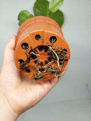 Monstera Electrolight / Electrolyte