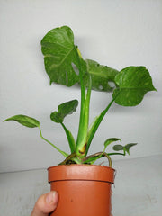 Monstera Electrolight / Electrolyte