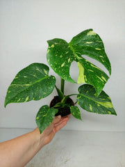 Monstera Electrolight / Electrolyte