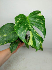 Monstera Electrolight / Electrolyte