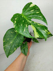 Monstera Electrolight / Electrolyte