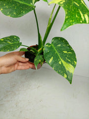Monstera Electrolight / Electrolyte