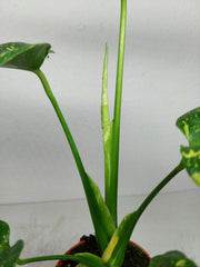 Monstera Electrolight / Electrolyte