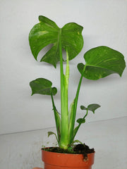 Monstera Electrolight / Electrolyte