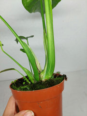 Monstera Electrolight / Electrolyte