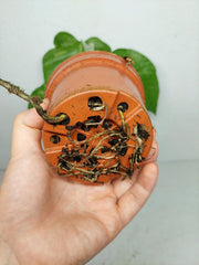 Monstera Electrolight / Electrolyte