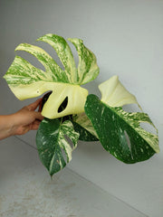 Monstera Thai Constellation stark panaschiert