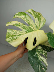 Monstera Thai Constellation stark panaschiert