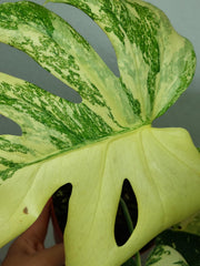 Monstera Thai Constellation stark panaschiert