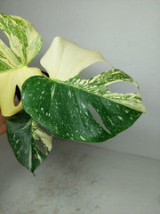 Monstera Thai Constellation stark panaschiert