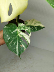 Monstera Thai Constellation stark panaschiert