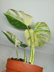 Monstera Thai Constellation stark panaschiert