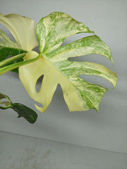 Monstera Thai Constellation stark panaschiert