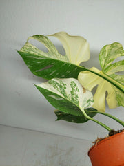Monstera Thai Constellation stark panaschiert
