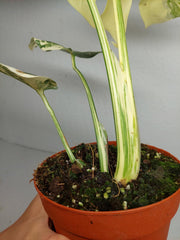 Monstera Thai Constellation stark panaschiert