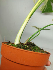 Monstera Thai Constellation stark panaschiert