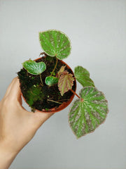 Begonia Snow Have