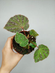 Begonia Snow Have