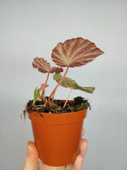 Begonia Snow Have
