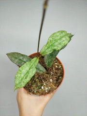 Hoya Mitrata Silver