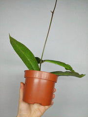 Hoya Mitrata Silver