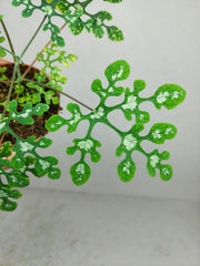 Adenia Perrieri