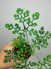 Adenia Perrieri