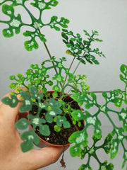 Adenia Perrieri