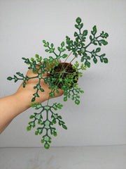 Adenia Perrieri