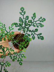 Adenia Perrieri