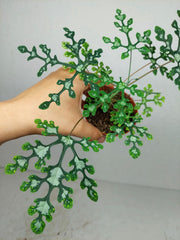 Adenia Perrieri
