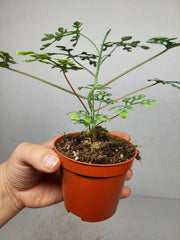 Adenia Perrieri