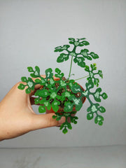 Adenia Perrieri