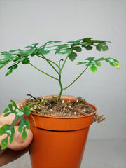 Adenia Perrieri